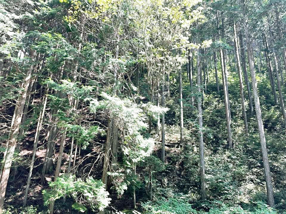 日本では「間伐」などの手入れがされず、荒れている森林が目立っています。