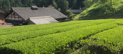 八百津町福地 緑華園製茶 3袋セット - 画像 (13)