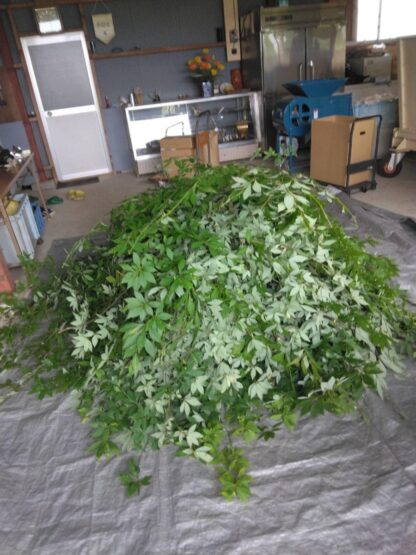 クロモジ葉×煎茶　ブレンド茶　5g - 画像 (3)