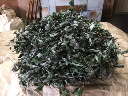 クロモジ葉×煎茶　ブレンド茶　5g - 画像 (5)