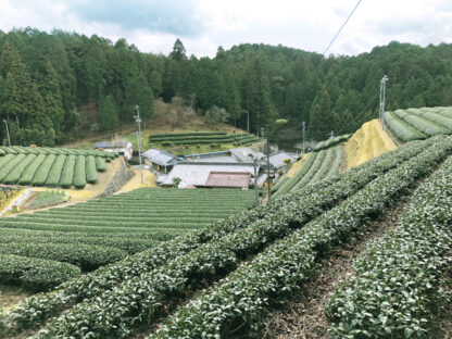見学・試飲 茶園プチ体験／緑華園製茶（八百津町 福地） - 画像 (3)
