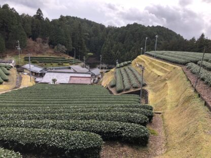 見学・試飲 茶園プチ体験／緑華園製茶（八百津町 福地） - 画像 (4)