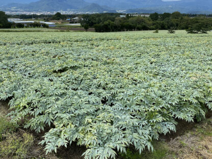 マスカットゼリー／こんにゃくゼリー【おいしい八百津推奨品】 - 画像 (5)
