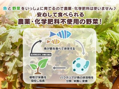 魚の育み　バジル - 画像 (10)