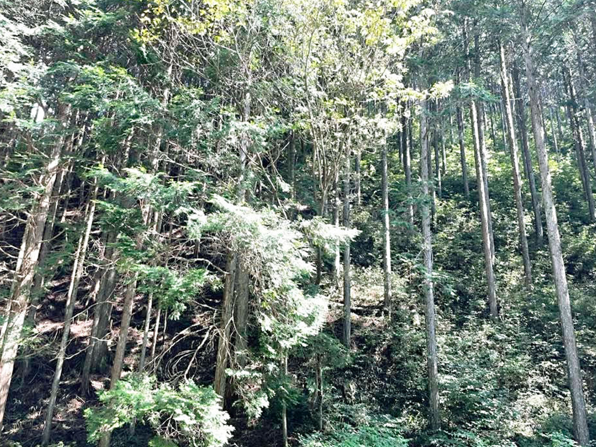 雨天により中止【モニター参加募集】山里で遊ぶ2023 Vol.07　｢森林の香り｣を感じ森の未来を考える